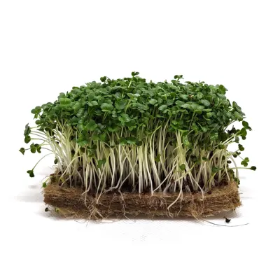 Broccoli Raab
