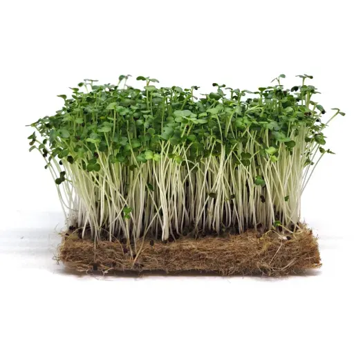 Broccolifrön som vuxit till mikrogrönt