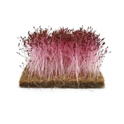 Amaranth röd