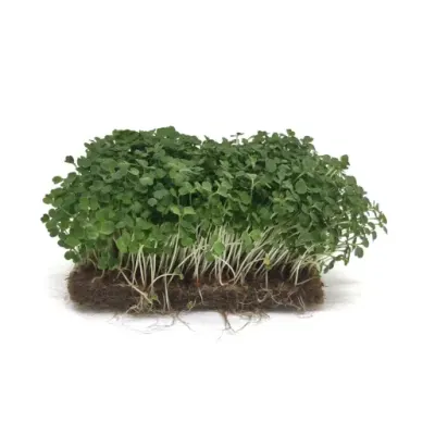 Ruccola