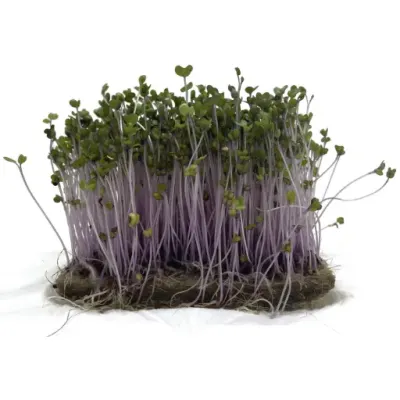 Kohlrabi