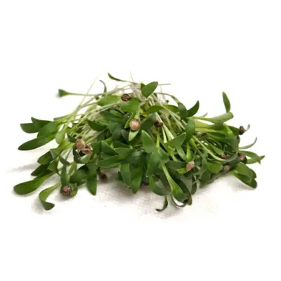 Koriander (Cilantro) delade frön