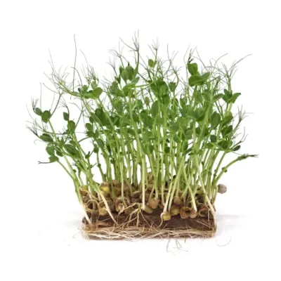 Pea Green Affila